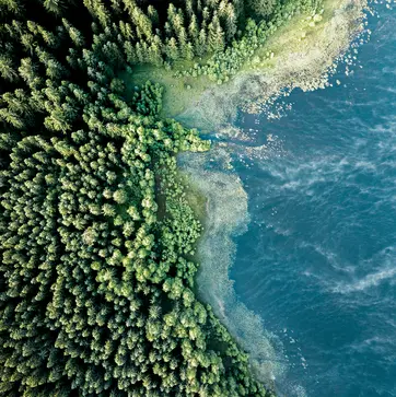 Drohnenaufnahme von Nadelwald an einer See- oder Meeresküste mit klarem Übergang von Grün zu Blau